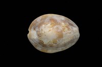 藏品(雪山寶螺)的圖片